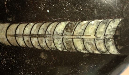 アンモナイトの祖先にあたる、オルソセラスのマルチプレート化石(Orthoceras)(その6)