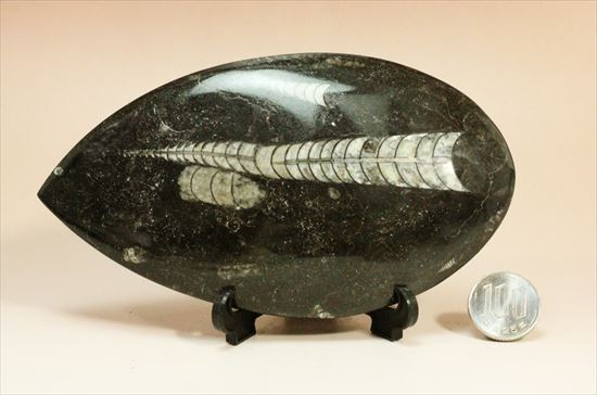 アンモナイトの祖先にあたる、オルソセラスのマルチプレート化石(Orthoceras)(その7)