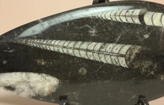 アンモナイトの祖先にあたる、オルソセラスのマルチプレート化石(Orthoceras)(その2)
