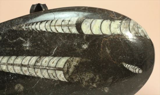 アンモナイトの祖先にあたる、オルソセラスのマルチプレート化石(Orthoceras)(その3)
