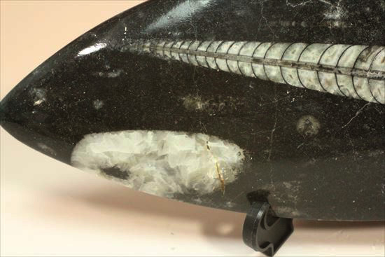 アンモナイトの祖先にあたる、オルソセラスのマルチプレート化石(Orthoceras)(その4)