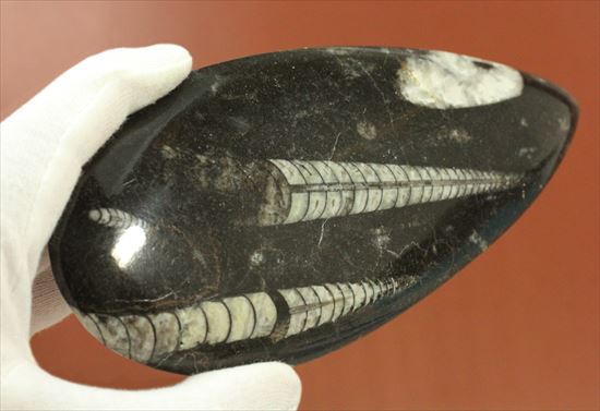 アンモナイトの祖先にあたる、オルソセラスのマルチプレート化石(Orthoceras)(その5)