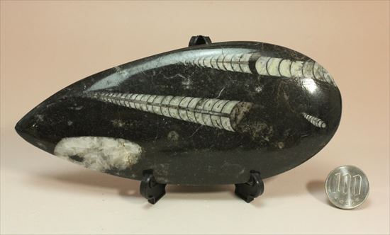 アンモナイトの祖先にあたる、オルソセラスのマルチプレート化石(Orthoceras)(その7)