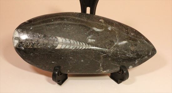 アンモナイトの祖先にあたる、オルソセラス化石(Orthoceras)(その1)