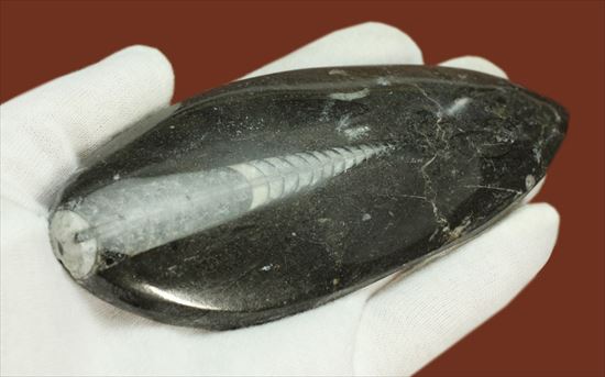 アンモナイトの祖先にあたる、オルソセラス化石(Orthoceras)(その2)