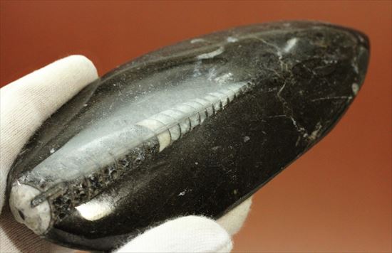 アンモナイトの祖先にあたる、オルソセラス化石(Orthoceras)(その3)