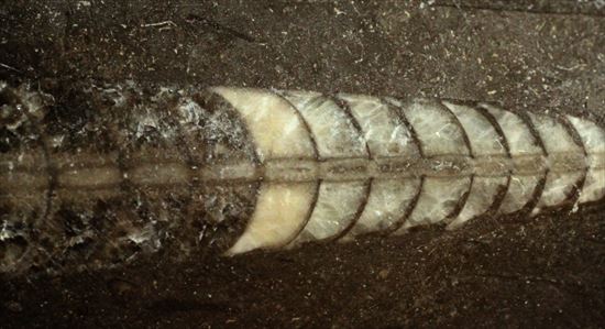 アンモナイトの祖先にあたる、オルソセラス化石（Orthoceras