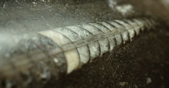 アンモナイトの祖先にあたる、オルソセラス化石(Orthoceras)(その5)