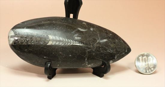 アンモナイトの祖先にあたる、オルソセラス化石(Orthoceras)(その6)