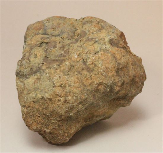 もりもり恐竜のウンチ化石(coprolite)(その1)