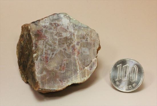 もりもり恐竜のウンチ化石(coprolite)(その10)