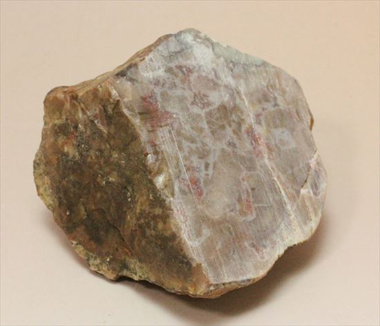 もりもり恐竜のウンチ化石(coprolite)(その2)