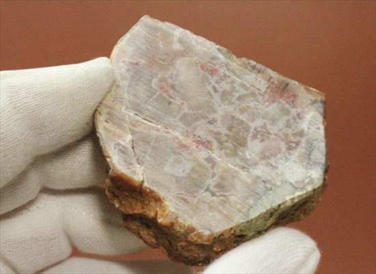 もりもり恐竜のウンチ化石(coprolite)(その4)