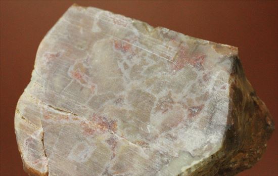 もりもり恐竜のウンチ化石(coprolite)(その5)
