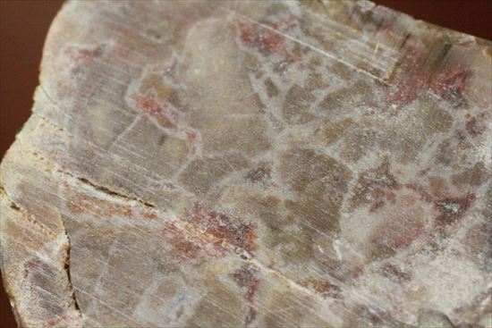 もりもり恐竜のウンチ化石(coprolite)(その6)