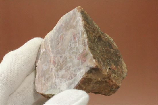もりもり恐竜のウンチ化石(coprolite)(その7)