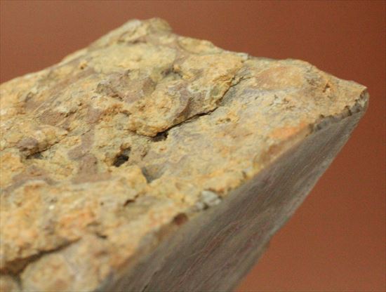 もりもり恐竜のウンチ化石(coprolite)(その8)