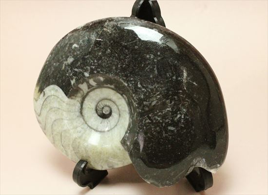 【本物】大型 アンモナイトの化石(モロッコ) 古生代デボン紀 Amazon | デボン紀アンモナイトの化石【Platyclymeniasp