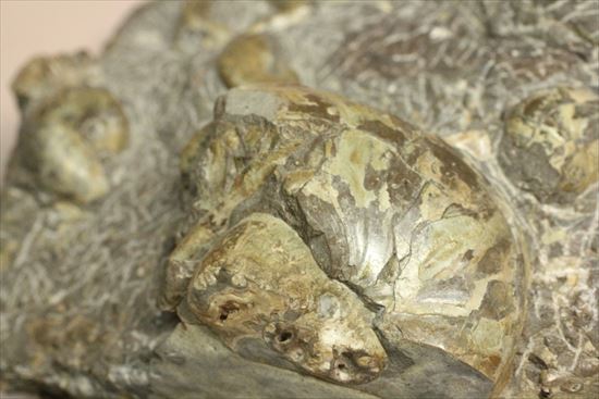 アンモナイトとカニのノジュール化石（その10）