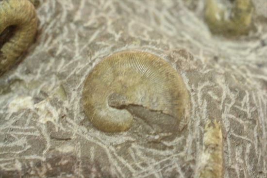 アンモナイトとカニのノジュール化石（その11）