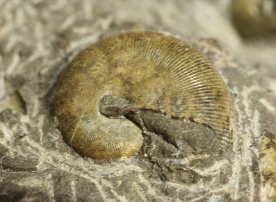 アンモナイトとカニのノジュール化石（その12）