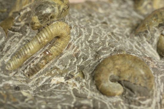 アンモナイトとカニのノジュール化石（その13）