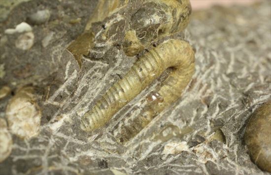 アンモナイトとカニのノジュール化石（その14）