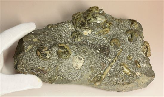 アンモナイトとカニのノジュール化石（その15）