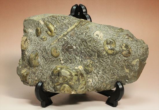 アンモナイトとカニのノジュール化石（その17）