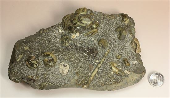 アンモナイトとカニのノジュール化石（その18）