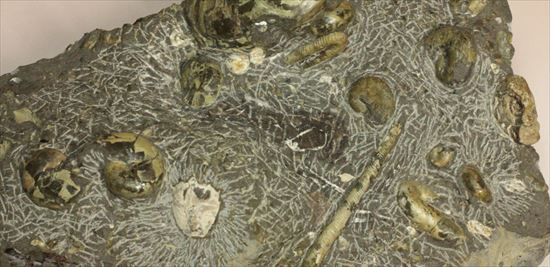 アンモナイトとカニのノジュール化石（その2）