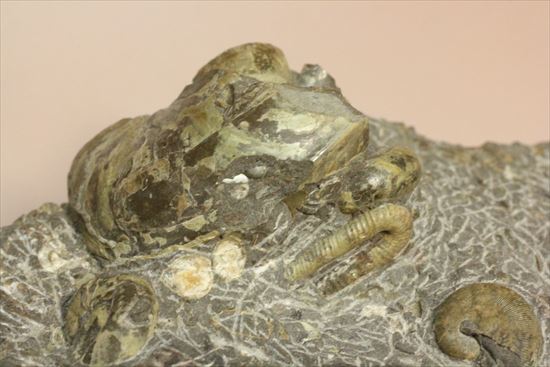 アンモナイトとカニのノジュール化石（その3）
