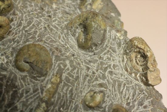 アンモナイトとカニのノジュール化石（その4）