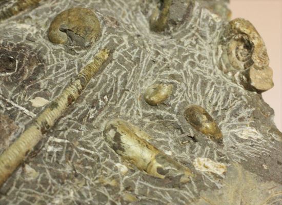 アンモナイトとカニのノジュール化石（その5）