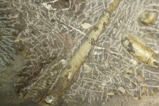 アンモナイトとカニのノジュール化石（その6）