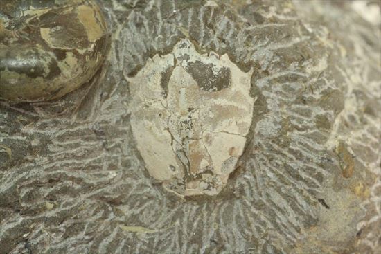アンモナイトとカニのノジュール化石（その8）