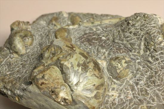 アンモナイトとカニのノジュール化石（その9）