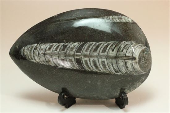 アンモナイトの祖先にあたる、オルソセラス化石(Orthoceras)(その2)