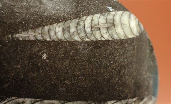 アンモナイトの祖先にあたる、オルソセラス化石(Orthoceras)(その5)
