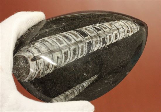 アンモナイトの祖先にあたる、オルソセラス化石(Orthoceras)(その6)