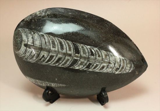 アンモナイトの祖先にあたる、オルソセラス化石(Orthoceras)(その7)