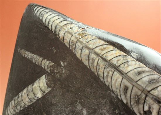 4つのオルソセラス化石が見られるプレート化石（Orthoceras