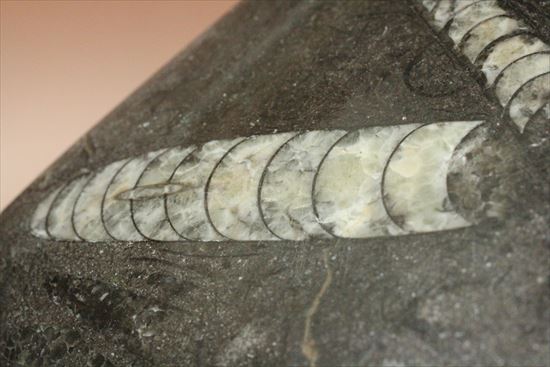 4つのオルソセラス化石が見られるプレート化石(Orthoceras)(その4)