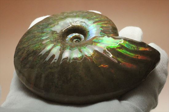 ◇アンモナイトの断面◇16cm◇方解石化◇片面1枚◇マダガスカル◇