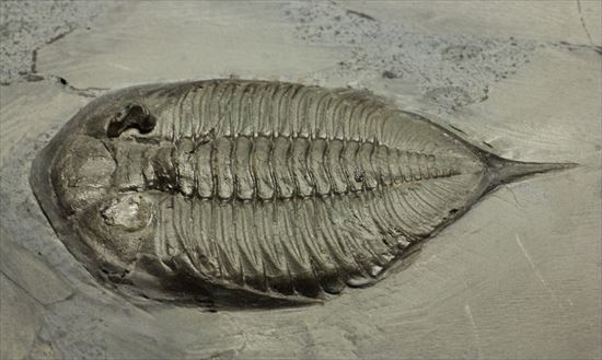 米国ニューヨークを代表する三葉虫ダルマニテス(その1)