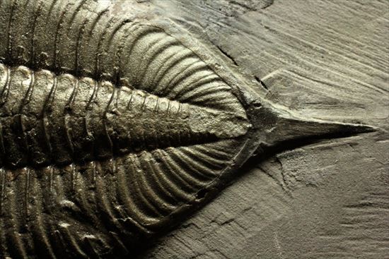 米国ニューヨークを代表する三葉虫ダルマニテス(その3)