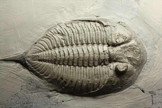 米国ニューヨークを代表する三葉虫ダルマニテス(その7)