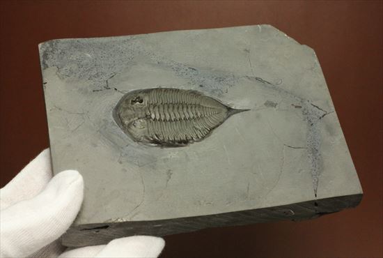 米国ニューヨークを代表する三葉虫ダルマニテス(その8)