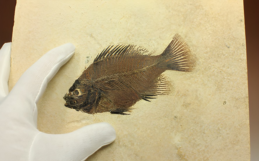 グリーンリバーフォーメーションの代表格！古代魚プリスカカラ