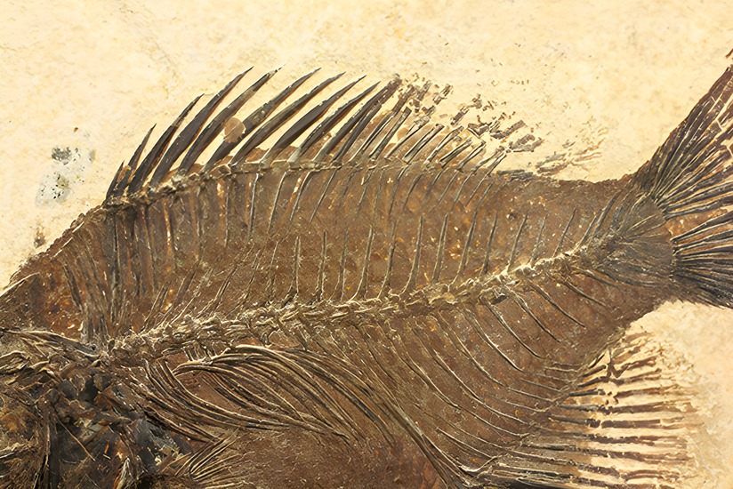 グリーンリバーフォーメーションの代表格！古代魚プリスカカラ